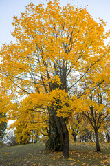 Autumn trees are yellow and orange. Autumn yellow leaves close-up. Tree trunks with autumn leaves. Autumn landscape.