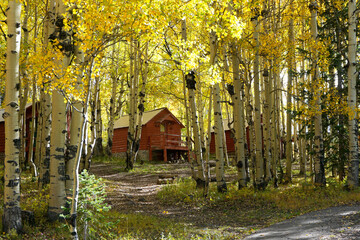 Cabins in an aspen grove in autumn - obrazy, fototapety, plakaty