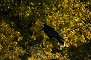 Gawron (Corvus frugilegus) .