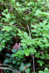 grass