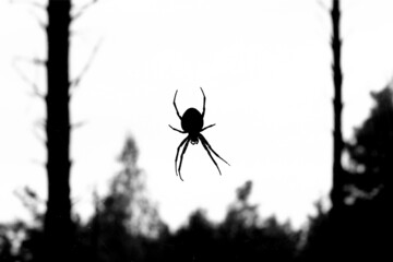 Black and white landscape with a spider to celebrate Halloween. The spider hangs on a thin web against the background of the forest. High quality photo