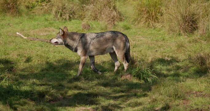 Lonely adult grey wolf walking around in the forest a sunny day