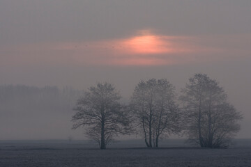 Sunrise in the fog