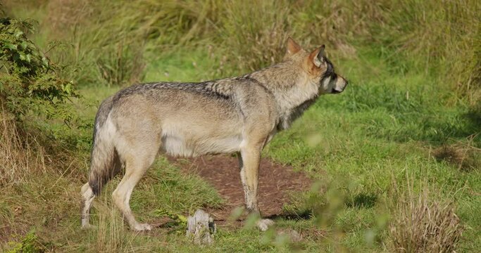 One large adult grey wolf walking around in the grass a sunny day
