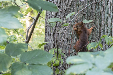 Squirrel in tree with nut in mouth - 462674311