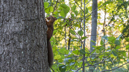 Squirrel in tree with nut in mouth - 462674314