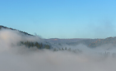 Obraz na płótnie Canvas Aerial View of misty pine forest on Carpathian mountains
