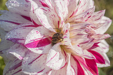 Spider catches a bee in a dahlia flower - 462674375
