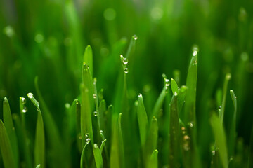 Fototapeta na wymiar Fresh green wheat grass with drops dew