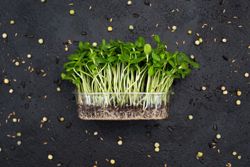 Sprouts vegetable sunflower micro, microgeen