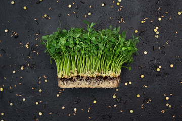 Sprouts vegetable of peas; microgrid; healthy food.