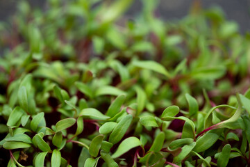 Sprouts vegetable beet, micro, microgeen