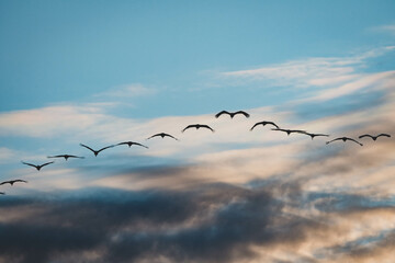 Kraniche im Sonnenaufgang