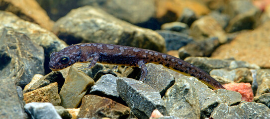 juvenile Alpine newt // junger Bergmolch, Alpenmolch (Ichthyosaura alpestris / Mesotriton alpestris)