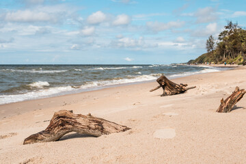 tree bough on the beach Poddąbie Ustka Baltic Poland