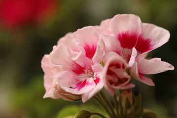 particolare di fiori di geranio rosa