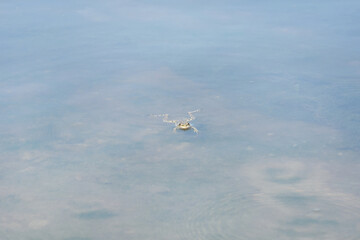 Frog swims in the water. Selective focus, blur