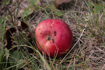 red apples in the grass