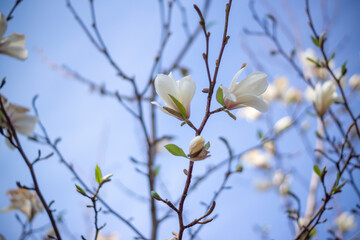 blooming magnolia