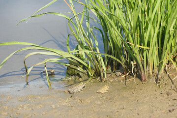 Shore of the pond with grass and frogs. Selective focus, blur