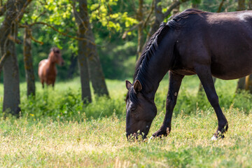 horses grazing in the field, letea forest, romania, danube delta