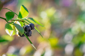 Blueberry berries on a blueberry bush, forest dark blue blueberries grow on a twig with green leaves in a forest or garden