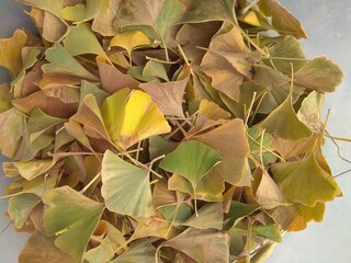 autumn leaves background, ginkgo