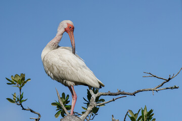 American Ibis