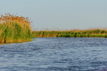 reeds in the water, danube delta, romania