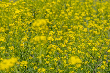 field of yellow rapeseed close up