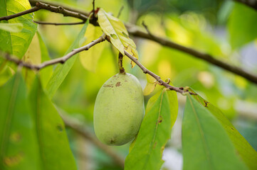 Asimina fruit growing on a tree © Gajus