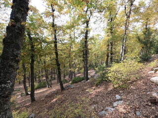 Beautiful forest landscape. Trees in the mountains. Calm and peaceful scene. Hiking trails. Middle east region. Beauty of Lebanon. Best travel destinations. Vacation time