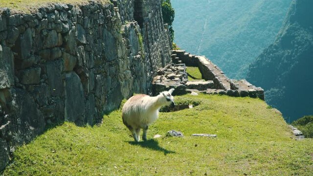 llama walking around a machu picchu citadel.