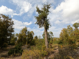 Obraz premium Beautiful forest landscape. Trees in the mountains. Calm and peaceful scene. Hiking trails. Middle east region. Beauty of Lebanon. Best travel destinations. Vacation time