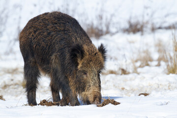 Wild boar (Sus scrofa). Animal on winter forest