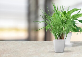 Big green house plant in a flower pot stands