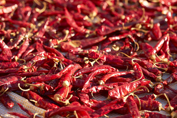 Sun-dried red chillies, dried chillies 