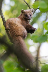 Baummarder - European pine marten (Martes martes). Small predator looking for a prey. Wildlife scenery from nature.