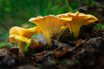 Cantharellus cibarius (commonly known as the chanterelle or golden chanterelle) growing in the forest - obrazy, fototapety, plakaty