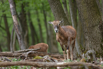 European mouflon (Ovis aries musimon). Femina mouflon guards her young.
