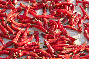 Sun-dried red chillies, dried chillies 
