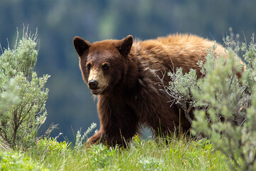 Here comes the red black bear