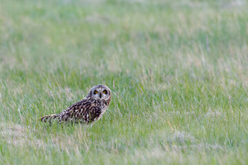 A stunning Short-eared Owl (Asio flammeus) perched on heather.. National Park Neusiedler See-Seewinkel. Austria.