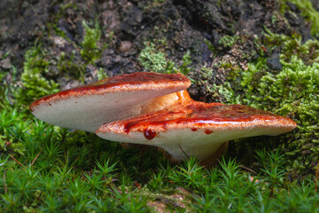 Fistulina hepatica, known as beefsteak fungus, beefsteak polypore, ox tongue and tongue mushroom, growing on oak in Europe