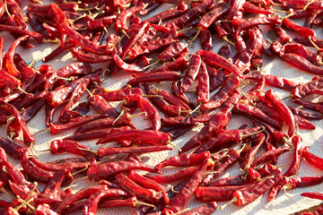 Sun-dried red chillies, dried chillies 