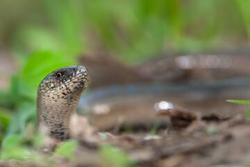 The Slow Worm or Blind Worm (Anguis fragilis).
