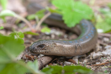 The Slow Worm or Blind Worm (Anguis fragilis).
