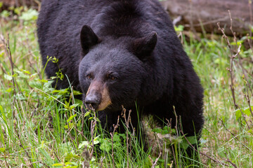 Up close and personal to a black bear