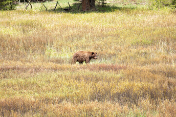 Red Black Bear on the hunt for food