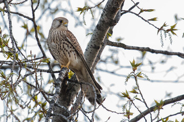 Portrait of a common kestrel (Falco tinnunculus) perched on a trunk.